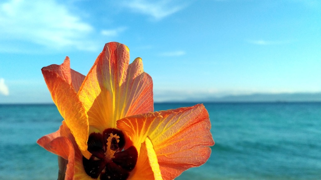 A Beautiful flower on Tanjung Karang Beach, Donggala.